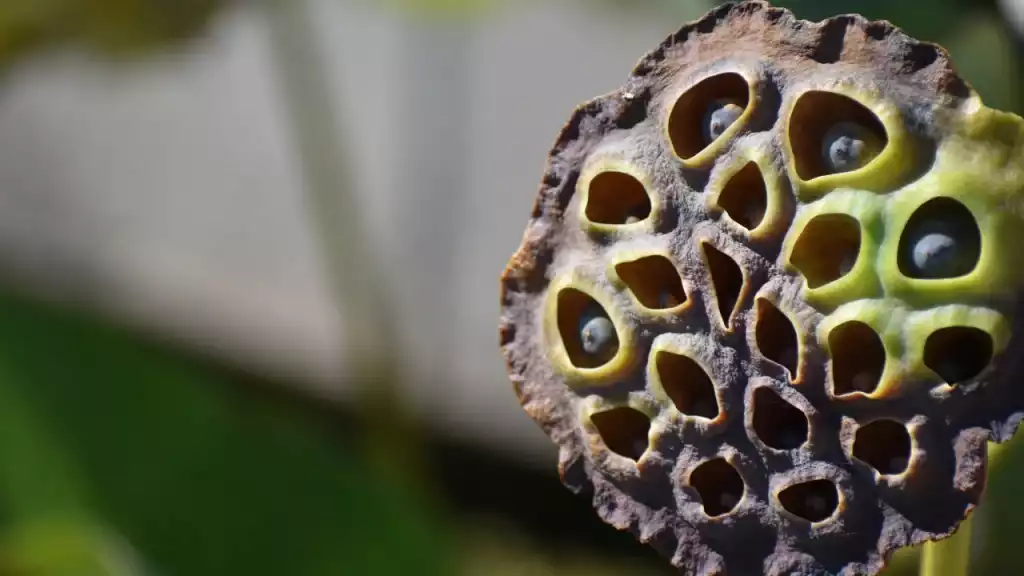 Tripofobi Nedir? Delik Fobisi Nasıl Tedavi Edilir? 3 Delik Korkusu